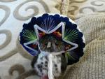 The Echo The Owl Series