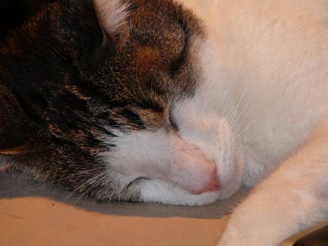 P1150417.jpg