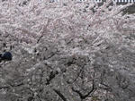 P1300453.JPG