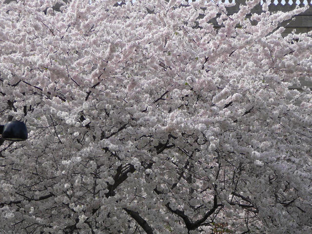 P1300453.JPG