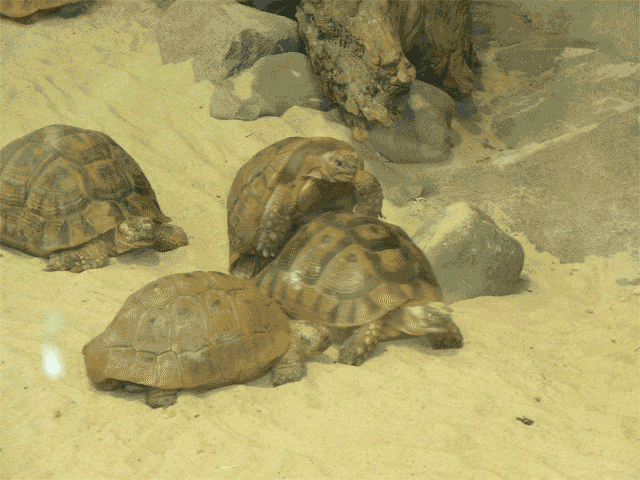 P1300754.gif