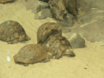 P1300754.gif