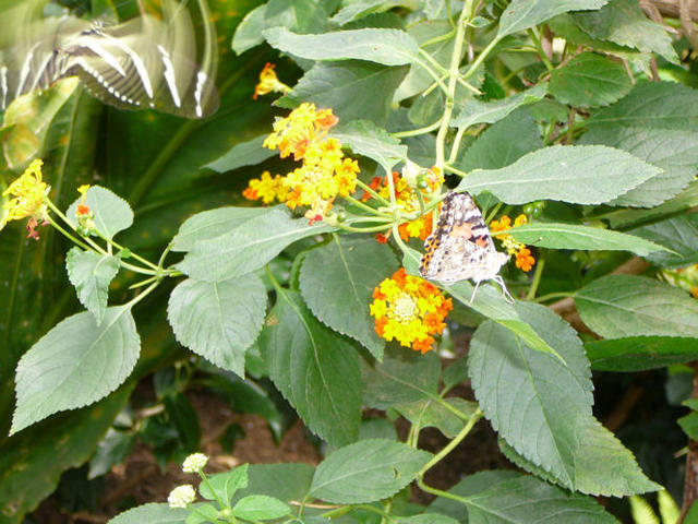 P1300768.JPG