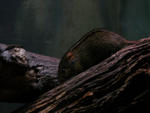 P1300786.JPG