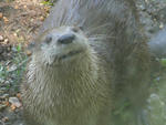 Stamford Museum & Nature Center