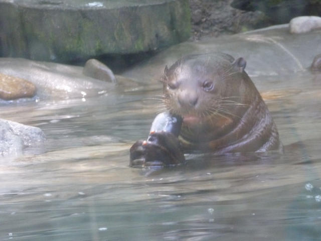 P1040110.JPG